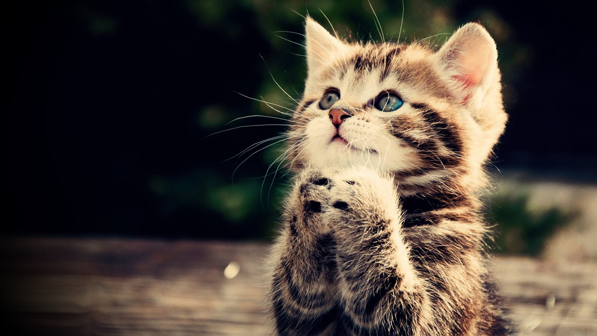 Praying Kitten